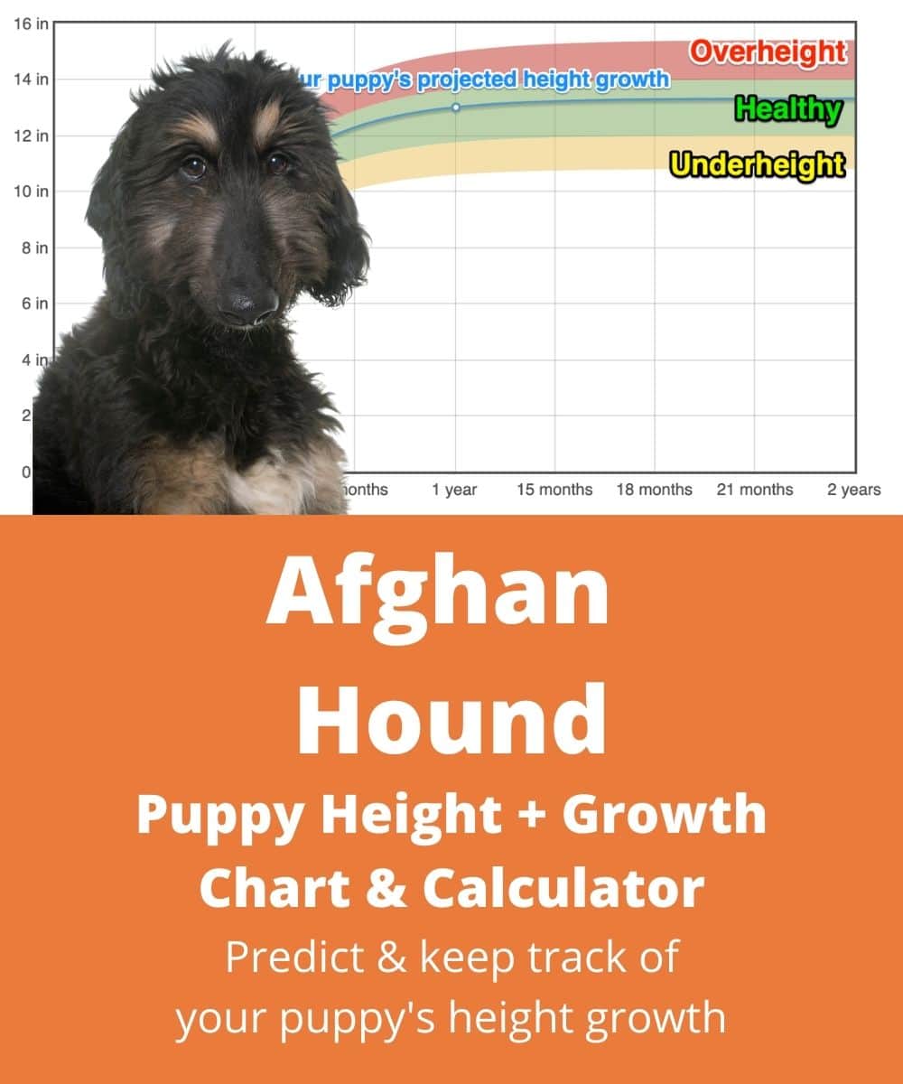 afghan-hound Puppy height Growth Chart